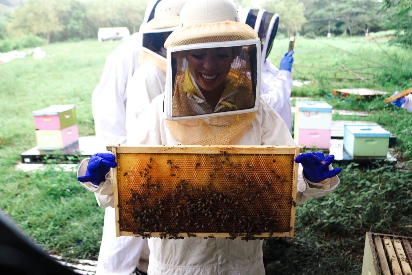 hawaiian beekeeping